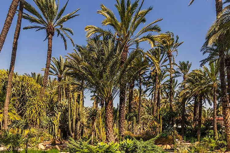 rechtsanwalt-in-elche