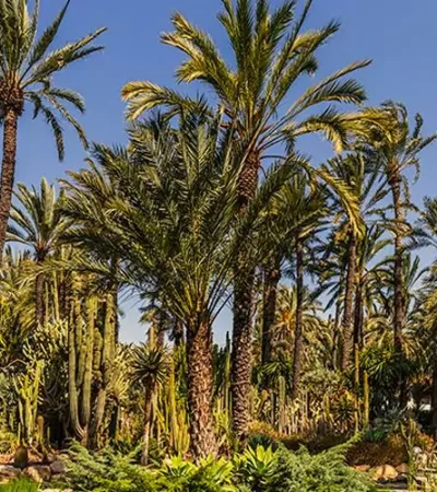 rechtsanwalt-in-elche